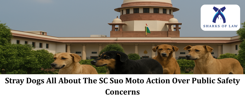 Stray Dogs All About The SC Suo Moto Action Over Public Safety Concerns